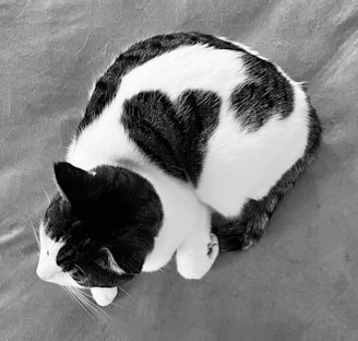 An elegant brushstroke painting of a curled-up cat resting peacefully.