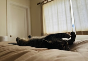 Cama Veludo Aconchegante