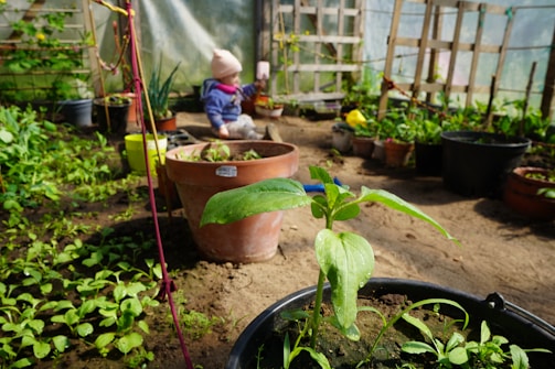 A vibrant greenhouse filled with various potted plants and greenery. In the foreground, a young plant is growing in a pot, and a child in warm clothing is blurred in the background, suggesting activity or care in the garden. The space is well-lit, with pots of different sizes and plants arranged neatly.