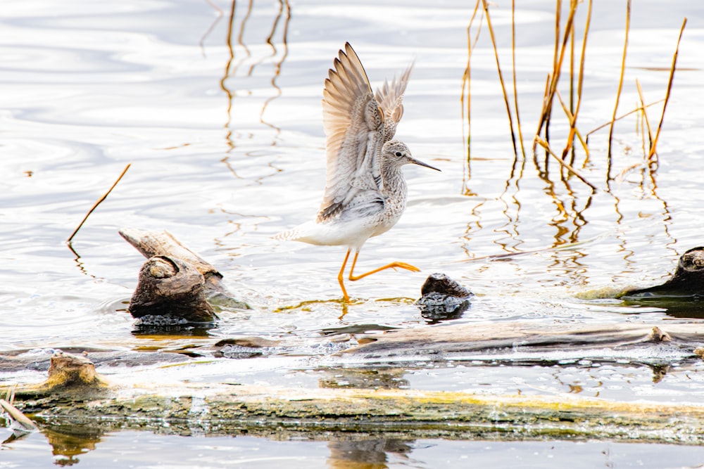 a bird landing on a log in a body of water