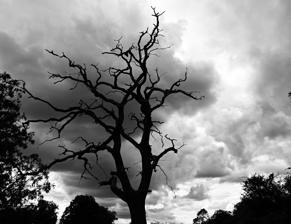 a black and white photo of a bare tree