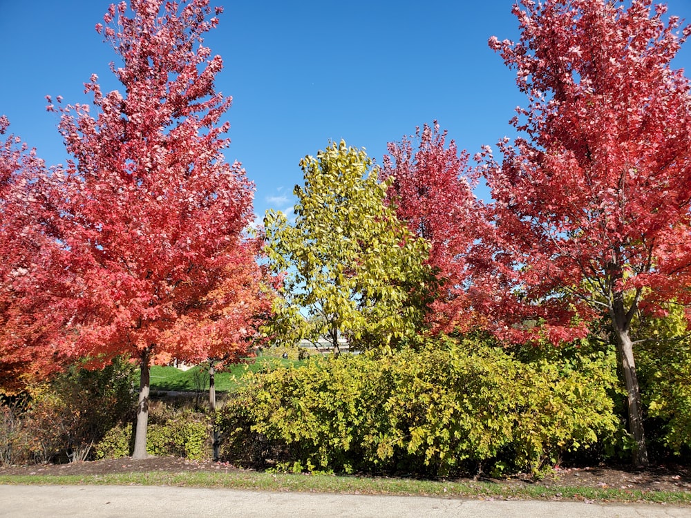 a group of trees with red and yellow leaves