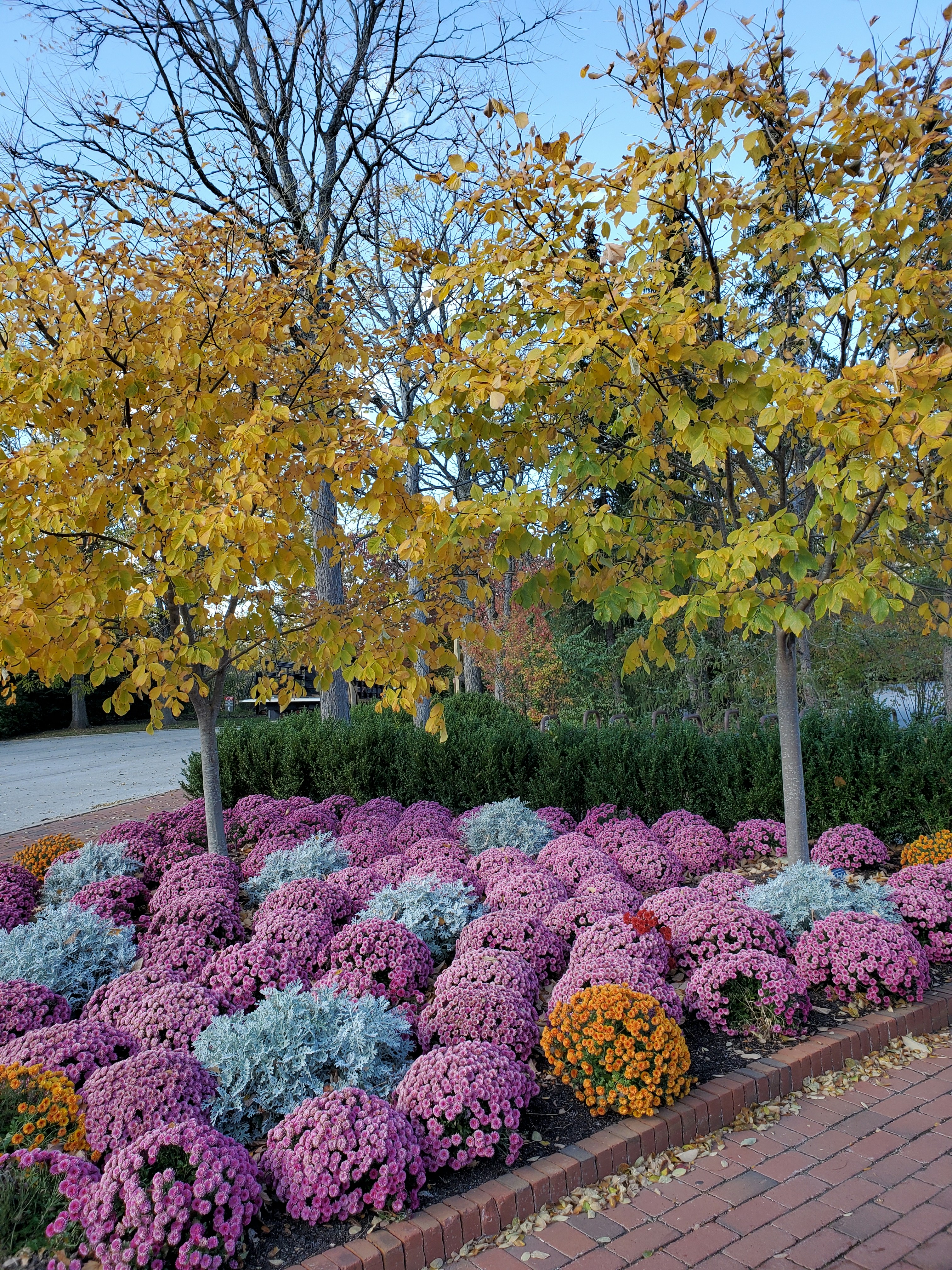Chicago Botanic Garden photo 3
