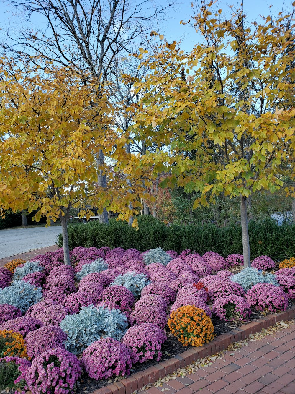 un ramo de flores que están en un macizo de flores