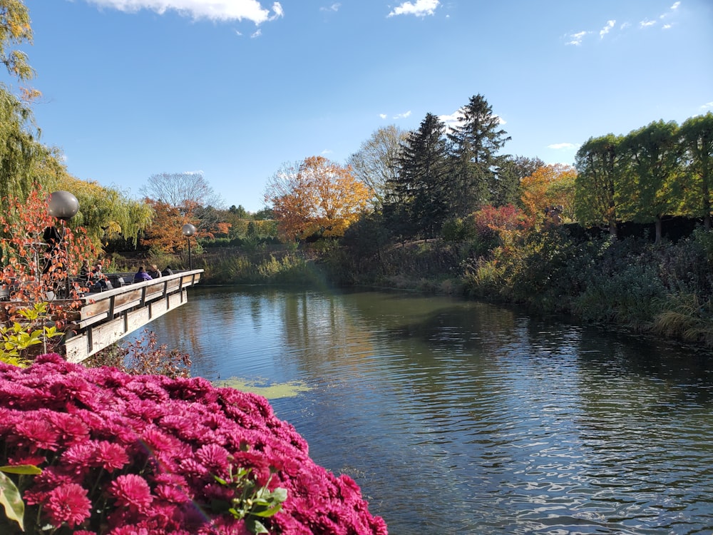 a bridge over a body of water surrounded by trees