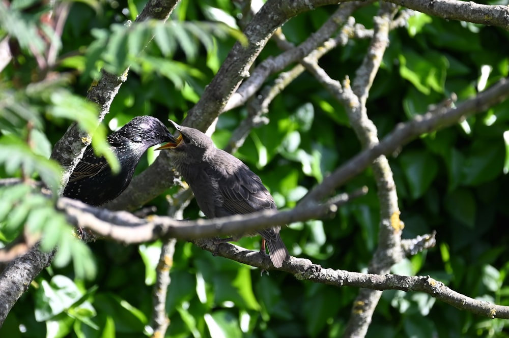 a couple of birds sitting on top of a tree branch