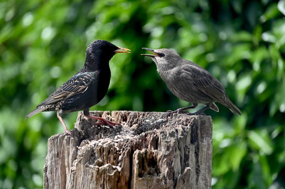 a couple of birds standing on top of a wooden post