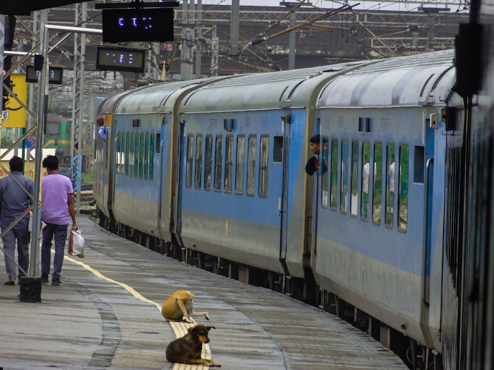 a dog sitting on a platform next to a train