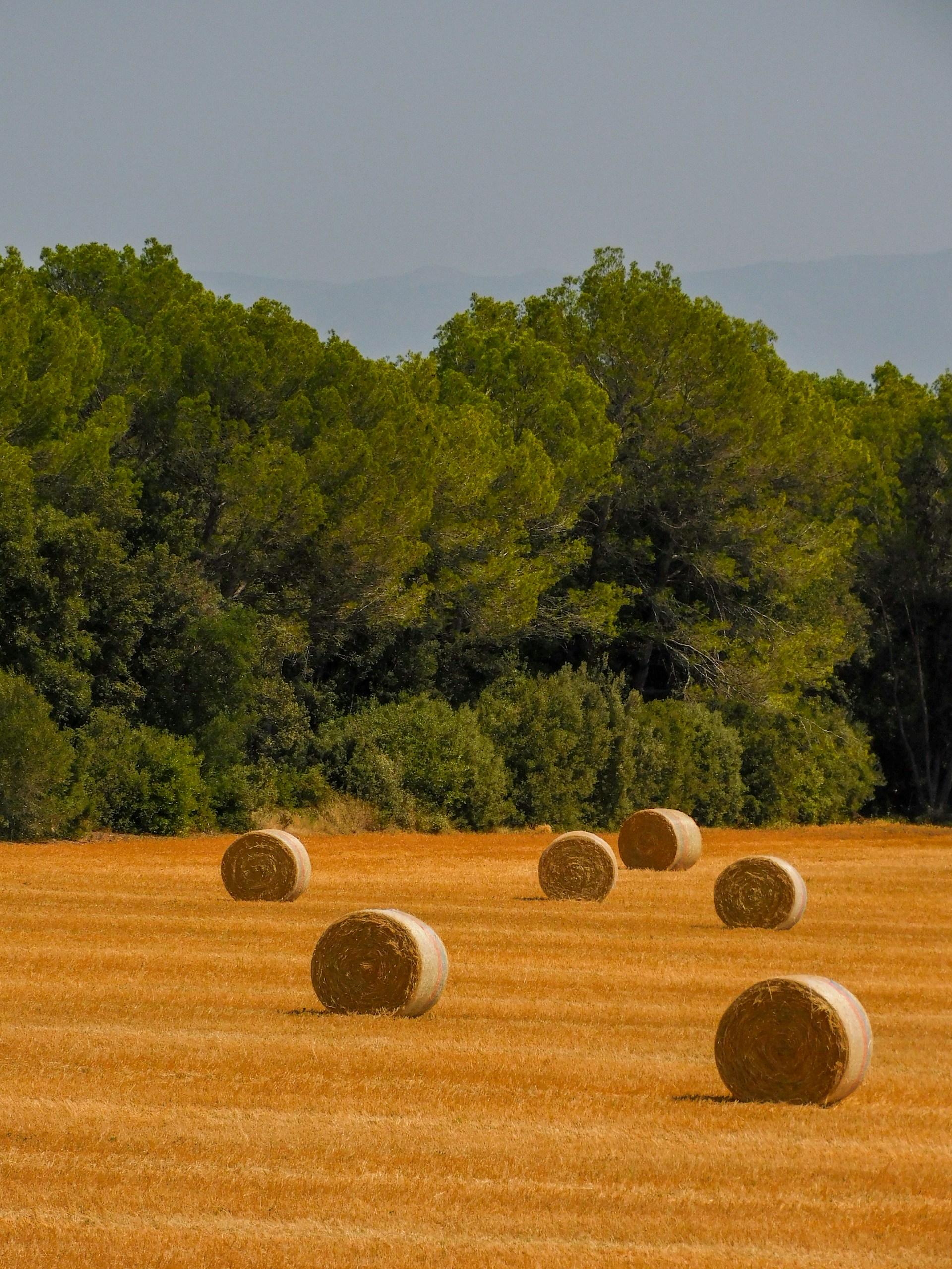 hay bales in a field with trees in the background
