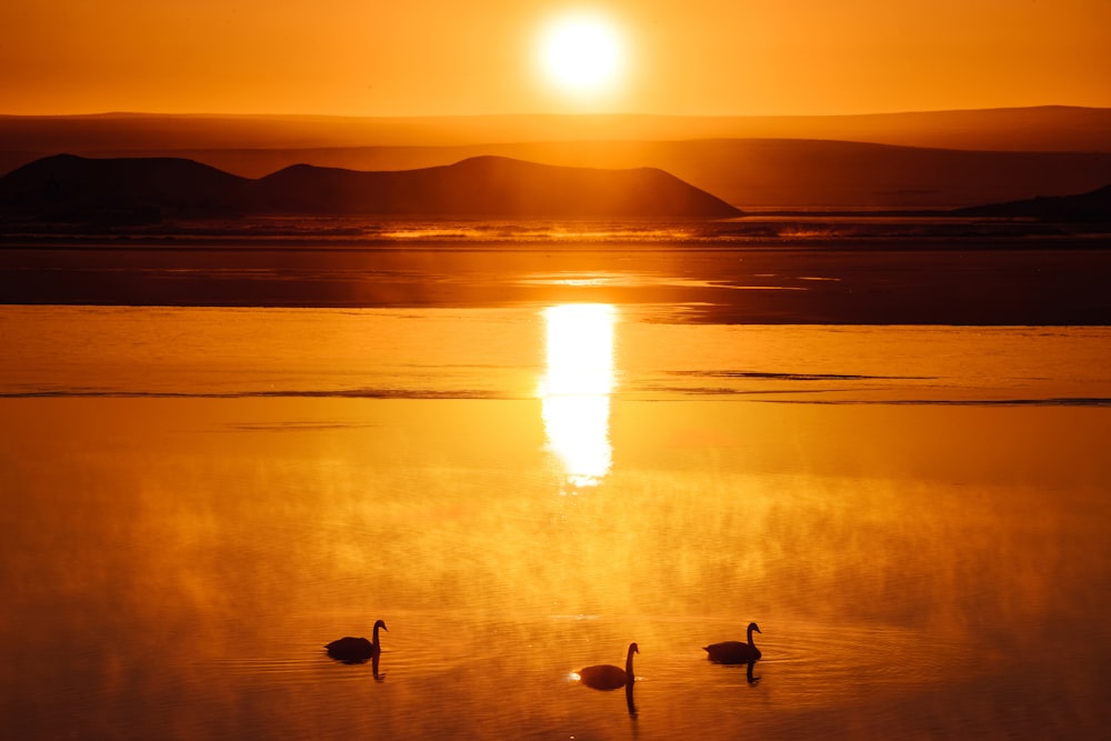 a couple of ducks floating on top of a lake