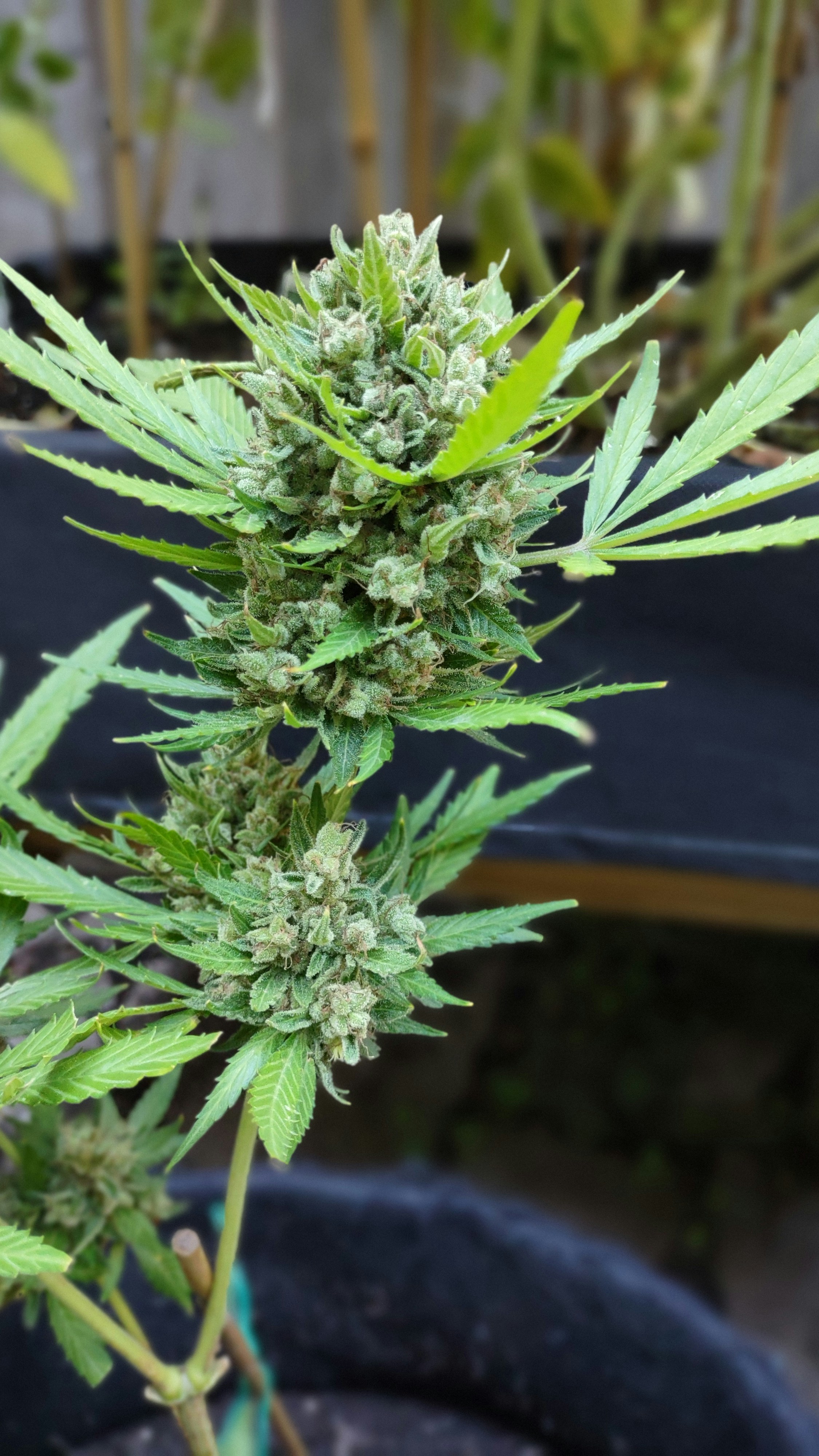 How to Grow Critical Kush Weed Strain