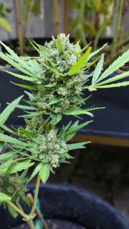 A cannabis plant with dense buds covered in trichomes. The leaves are narrow and have serrated edges, displaying a vibrant green color. The plant is in close-up focus, with other vegetation blurred in the background.