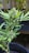 A cannabis plant with dense buds covered in trichomes. The leaves are narrow and have serrated edges, displaying a vibrant green color. The plant is in close-up focus, with other vegetation blurred in the background.