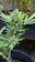 A cannabis plant with dense buds covered in trichomes. The leaves are narrow and have serrated edges, displaying a vibrant green color. The plant is in close-up focus, with other vegetation blurred in the background.