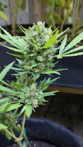 A cannabis plant with dense buds covered in trichomes. The leaves are narrow and have serrated edges, displaying a vibrant green color. The plant is in close-up focus, with other vegetation blurred in the background.