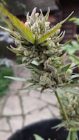 A close-up view of a cannabis plant with dense, trichome-covered buds and spiky green leaves, set against a blurred outdoor background with a rustic building.