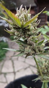 A close-up view of a cannabis plant with dense, trichome-covered buds and spiky green leaves, set against a blurred outdoor background with a rustic building.