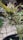 A close-up view of a cannabis plant with dense, trichome-covered buds and spiky green leaves, set against a blurred outdoor background with a rustic building.