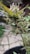 A close-up view of a cannabis plant with dense, trichome-covered buds and spiky green leaves, set against a blurred outdoor background with a rustic building.