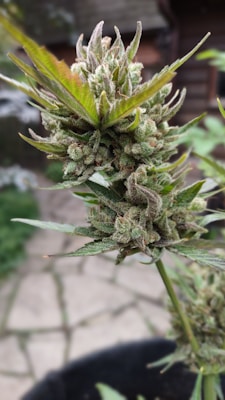 A close-up view of a cannabis plant with dense, trichome-covered buds and spiky green leaves, set against a blurred outdoor background with a rustic building.