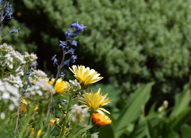 Close-up of colorful flowers and fresh green plants in a landscaped garden.