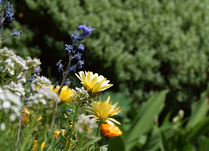 A close-up of vibrant flowers and textured foliage blending seamlessly in a modern landscape design