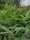 A lush field of green, serrated leaves covering several marijuana plants. Some plants display early signs of budding. The background shows blurred greenery, possibly the branches of a nearby tree and a wooden fence.