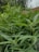 A lush field of green, serrated leaves covering several marijuana plants. Some plants display early signs of budding. The background shows blurred greenery, possibly the branches of a nearby tree and a wooden fence.