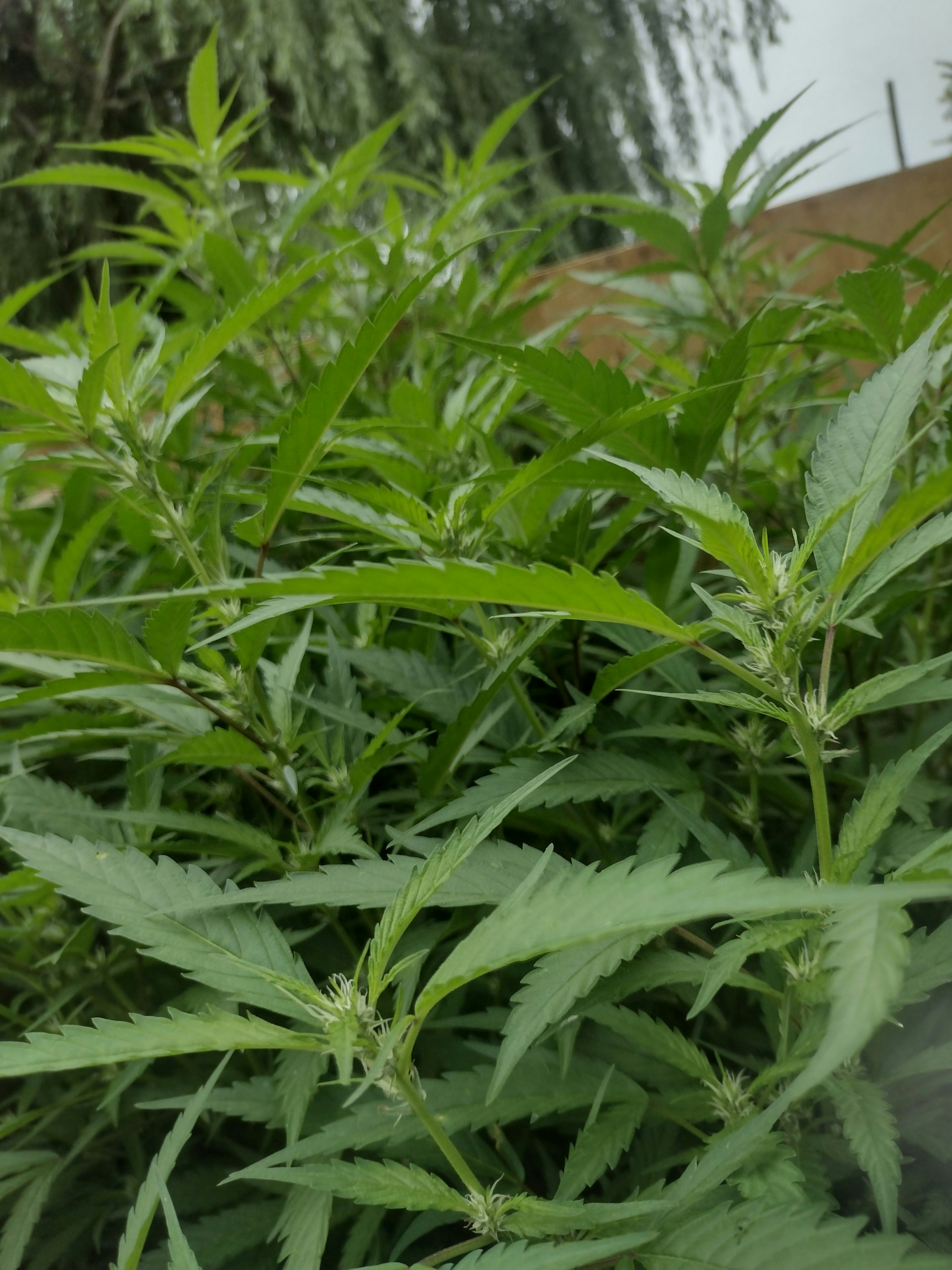 A sunlit field of lush marijuana plants with a bright red northern cardinal perched delicately on a leaf.