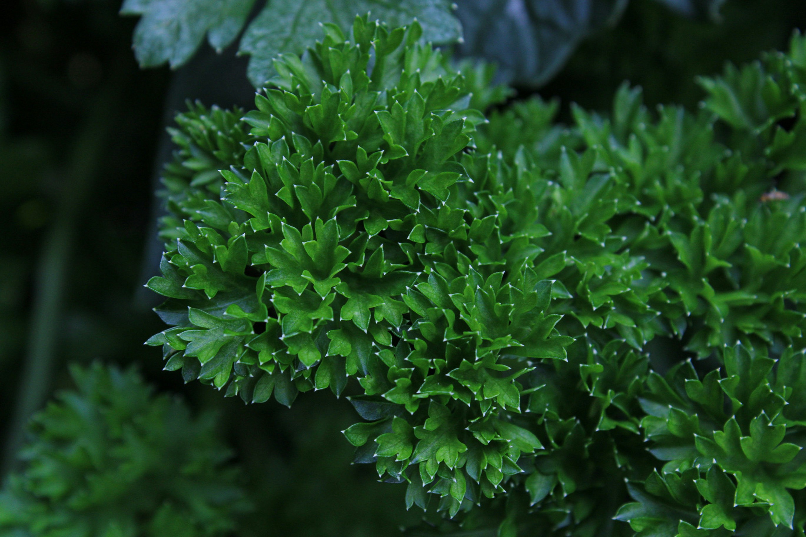 a close up of a green plant with leaves
