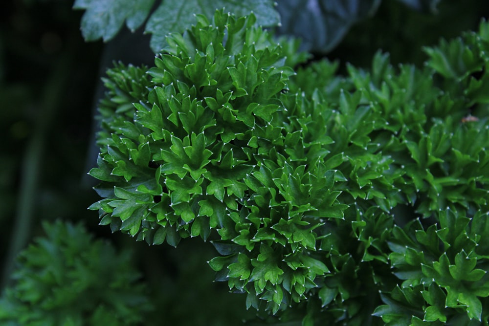 Essential Parsley Planting Tips for Garden Enthusiasts