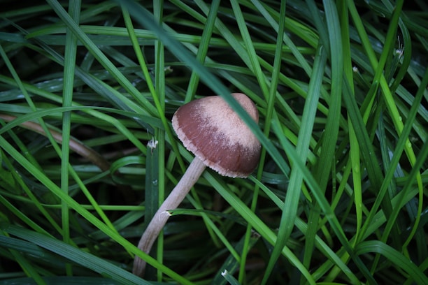 A small brown mushroom with a pale, conical cap is surrounded by long blades of vibrant green grass, creating a natural and serene setting.