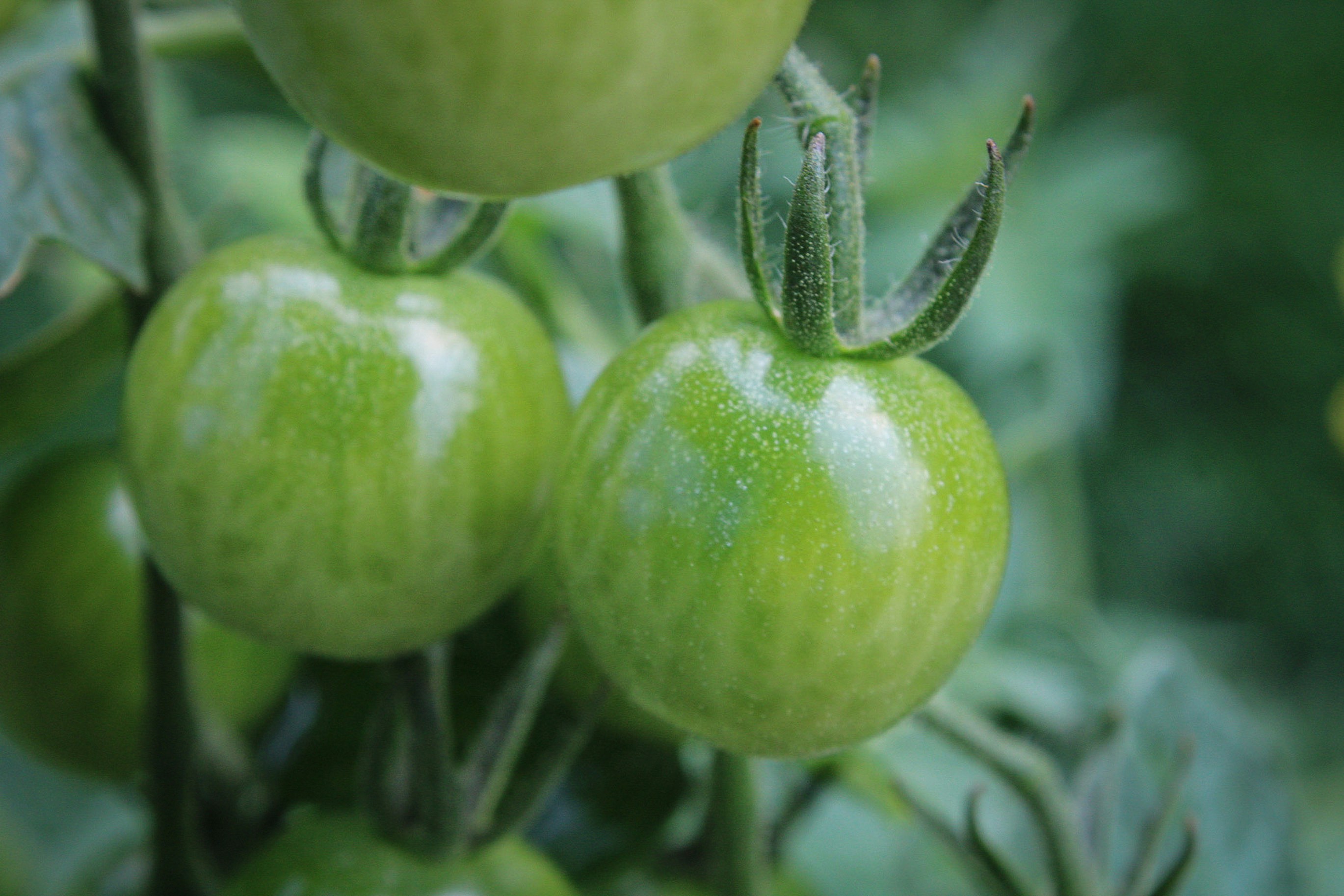 Unveiling the Powerful Meaning of Dreaming About Tomatoes