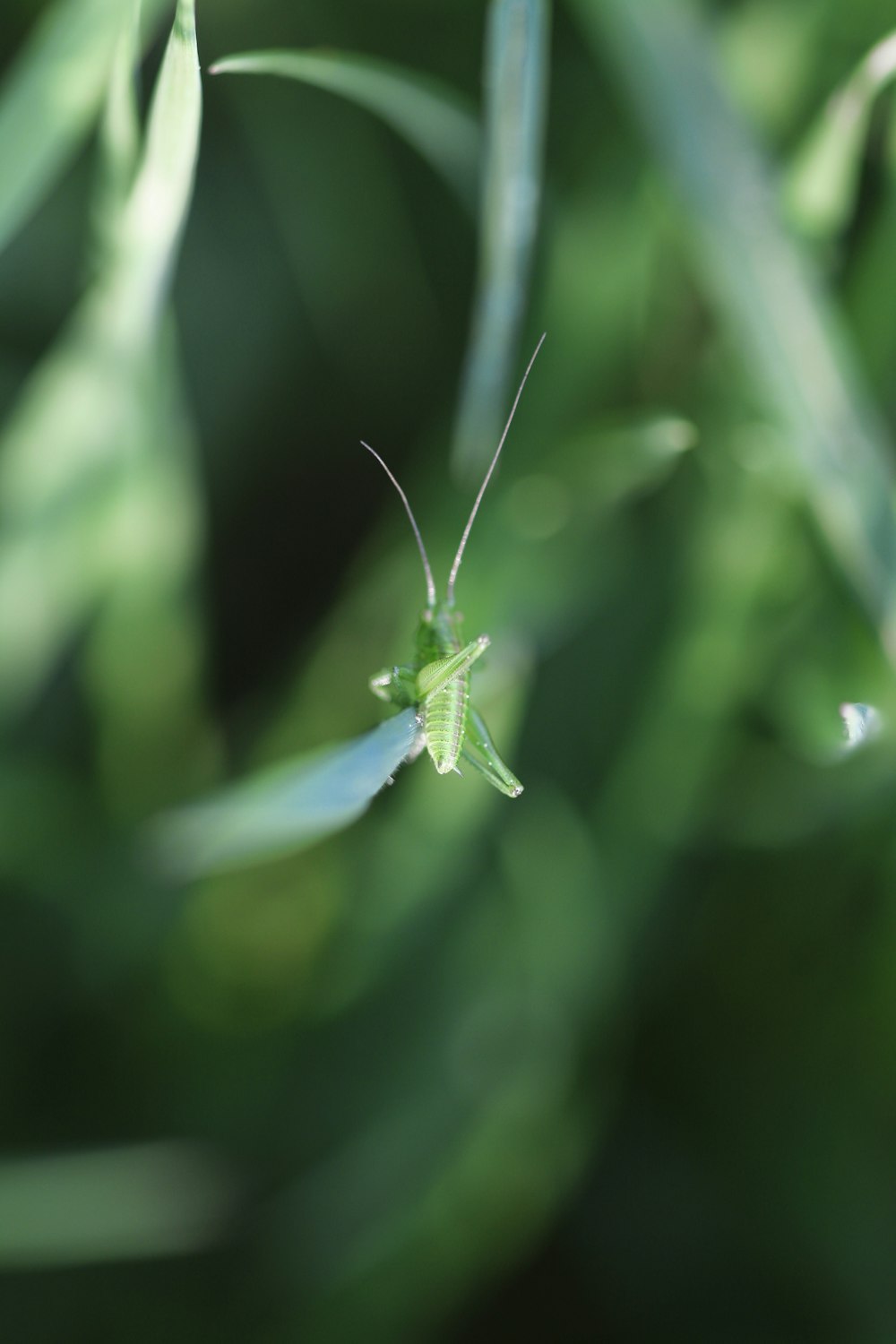 un petit insecte vert assis sur une feuille