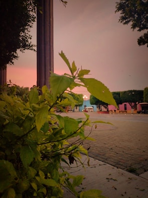 A vibrant scene with lush green plants in the foreground and a paved area extending towards colorful buildings. The sky displays a soft, warm gradient, suggesting a sunset or sunrise. Trees frame the scene, and decorative streetlamps glow faintly.