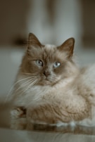 A long-haired cat with light brown fur and striking blue eyes is lying down. The cat appears to be relaxed and is gazing directly at the camera.
