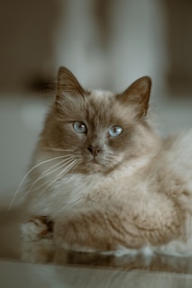 A long-haired cat with light brown fur and striking blue eyes is lying down. The cat appears to be relaxed and is gazing directly at the camera.