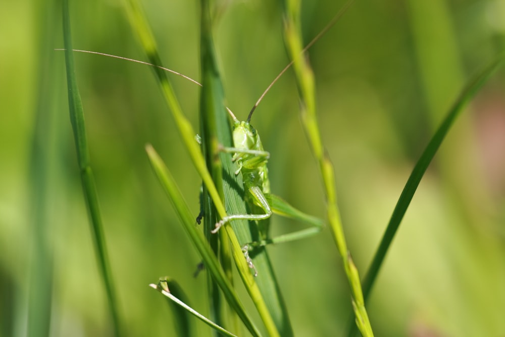 a close up of a grasshopper on a blade of grass