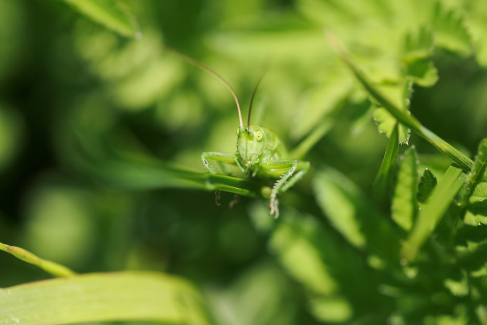 a close up of a green insect on a leaf