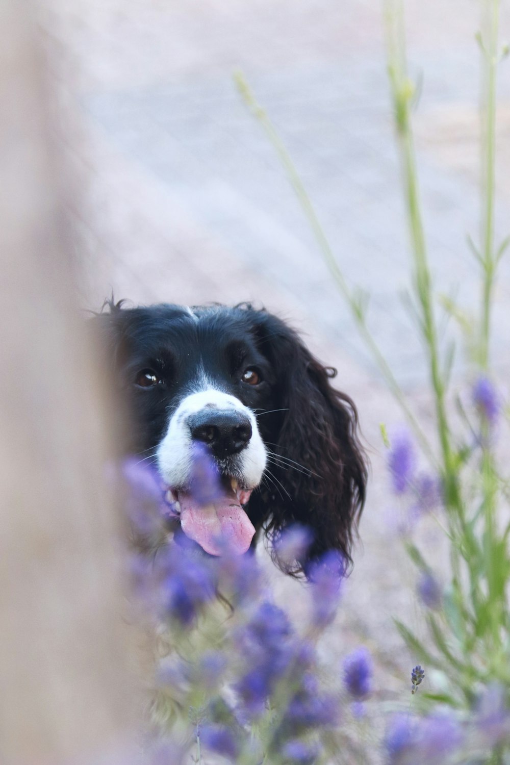 a black and white dog standing in a field of purple flowers