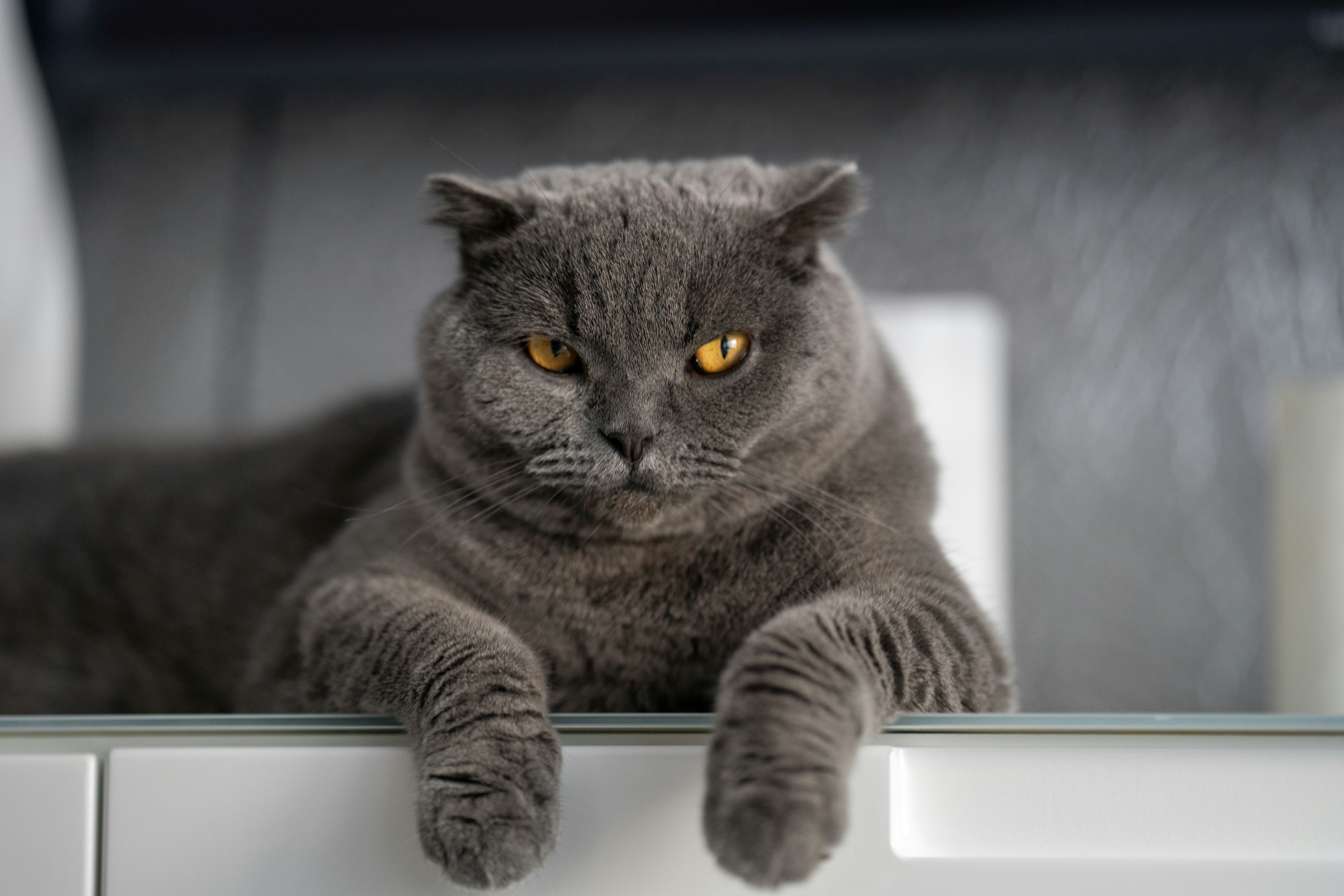 11. On Top of the Fridge: The Warmest Throne (image credits: unsplash)