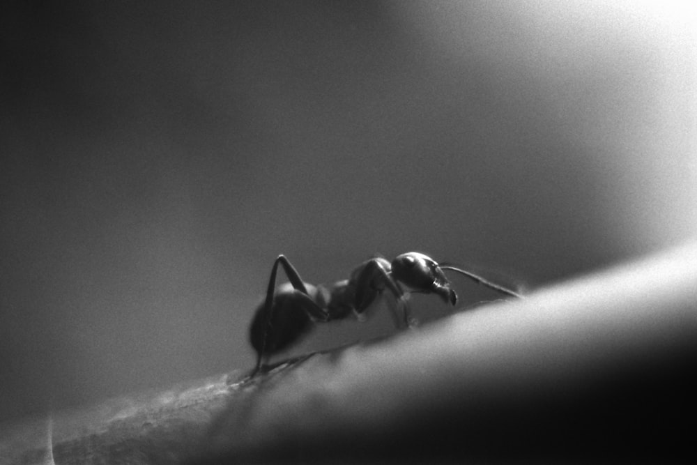 a couple of ant ants standing on top of a person's arm