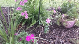 A beautifully mulched garden area with healthy plants and flowers.
