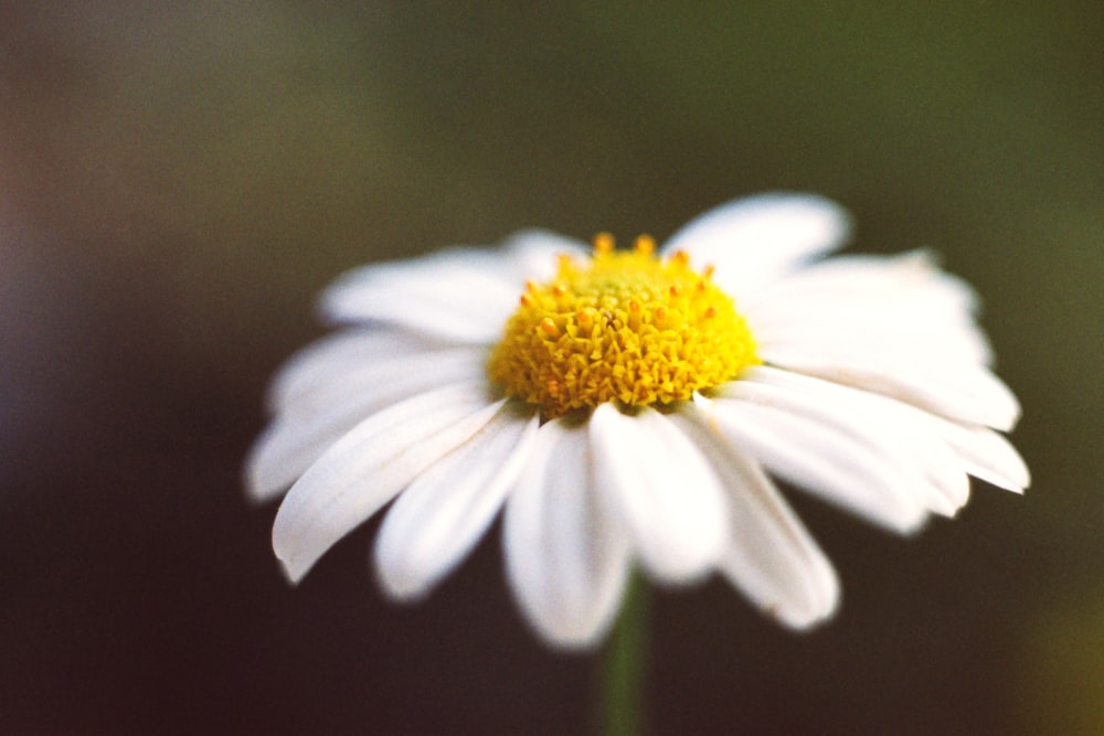 a close up of a white flower with a yellow center