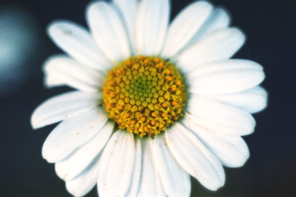 a close up of a white flower with a yellow center