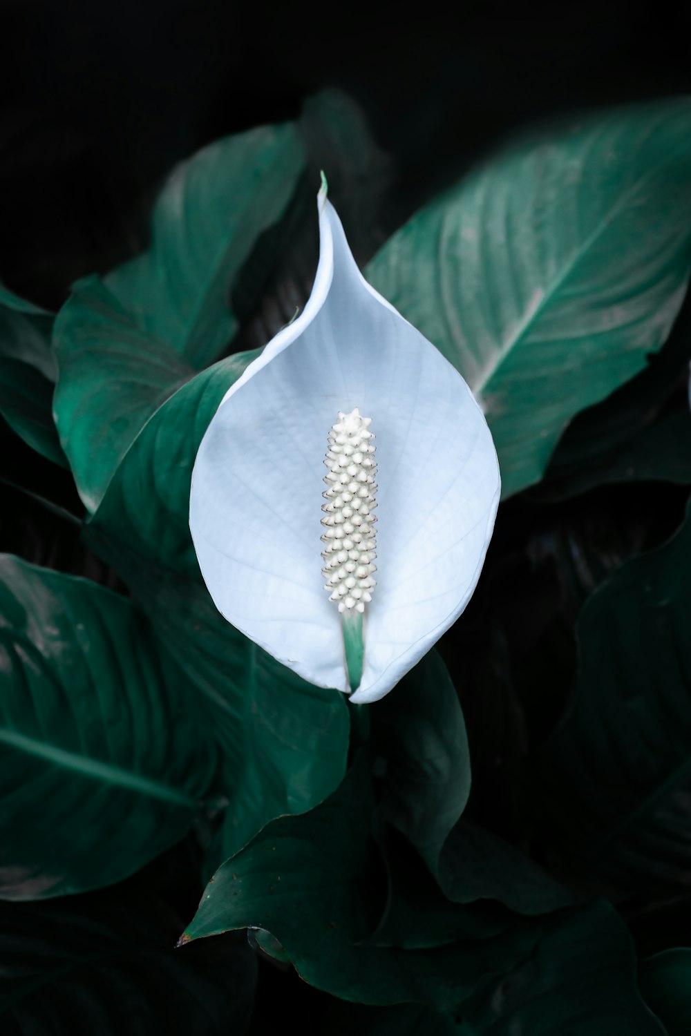 a white flower with green leaves in the background