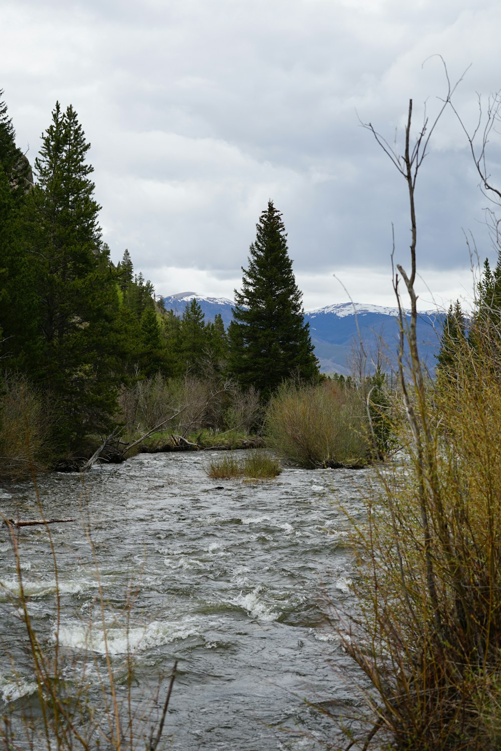 a river running through a lush green forest