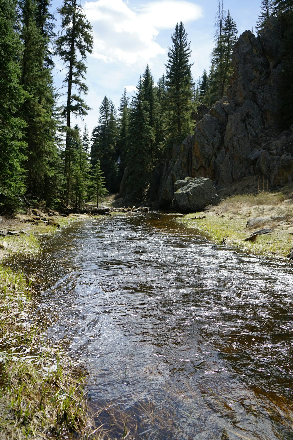 a stream running through a forest filled with trees