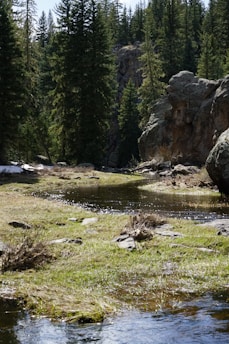 A serene natural landscape with a gentle stream flowing through lush greenery, symbolizing tranquility and connection to nature.