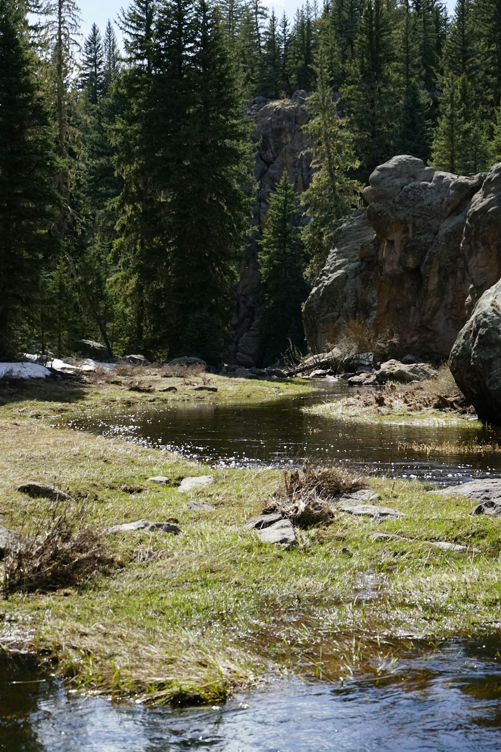 a stream running through a lush green forest